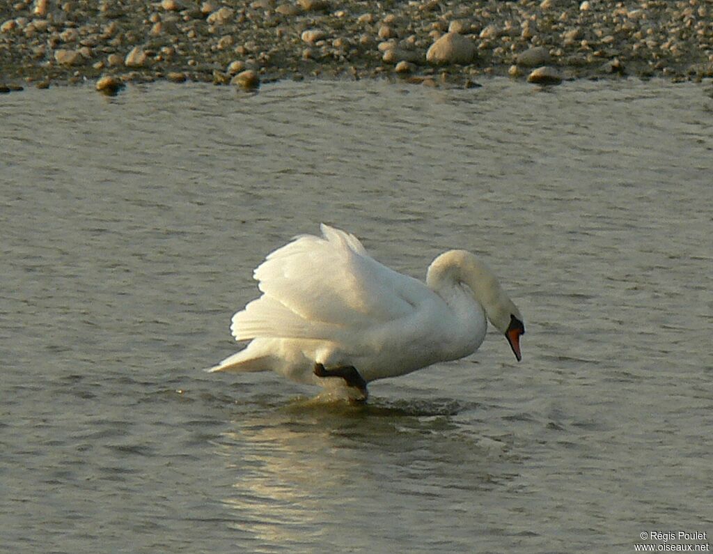 Cygne tuberculé mâle adulte