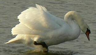 Cygne tuberculé