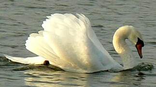 Cygne tuberculé