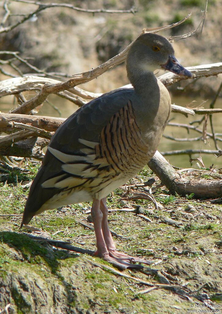 Plumed Whistling Duck