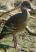 Plumed Whistling Duck