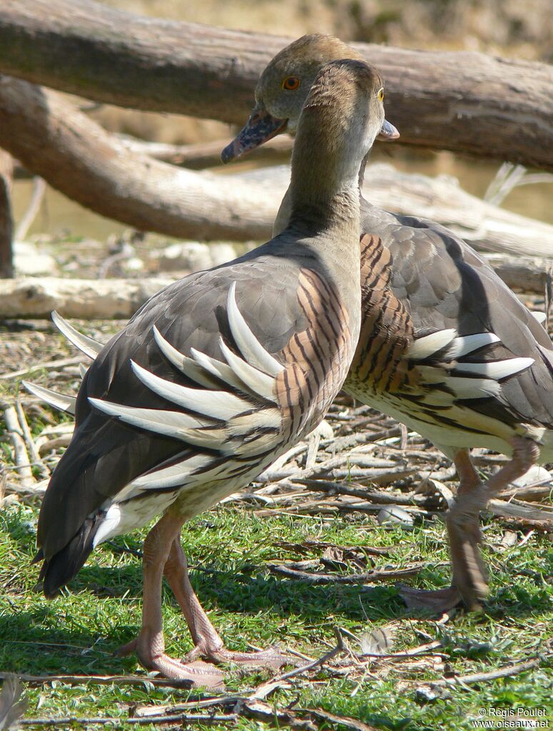 Dendrocygne d'Eyton