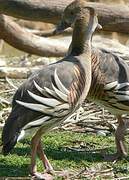 Plumed Whistling Duck