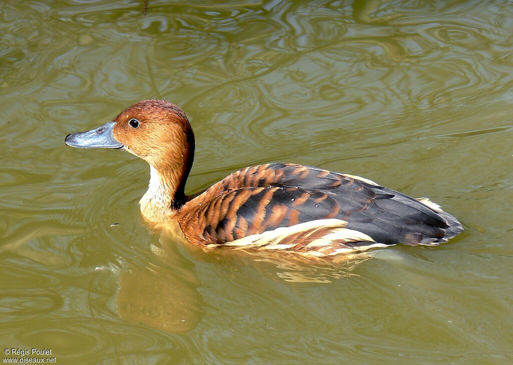 Dendrocygne fauveadulte