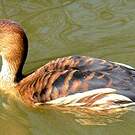 Dendrocygne fauve