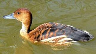 Fulvous Whistling Duck