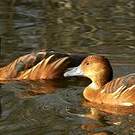 Dendrocygne fauve