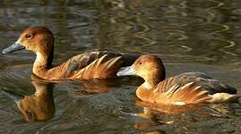 Dendrocygne fauve