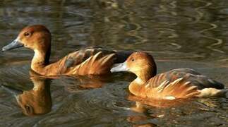 Fulvous Whistling Duck