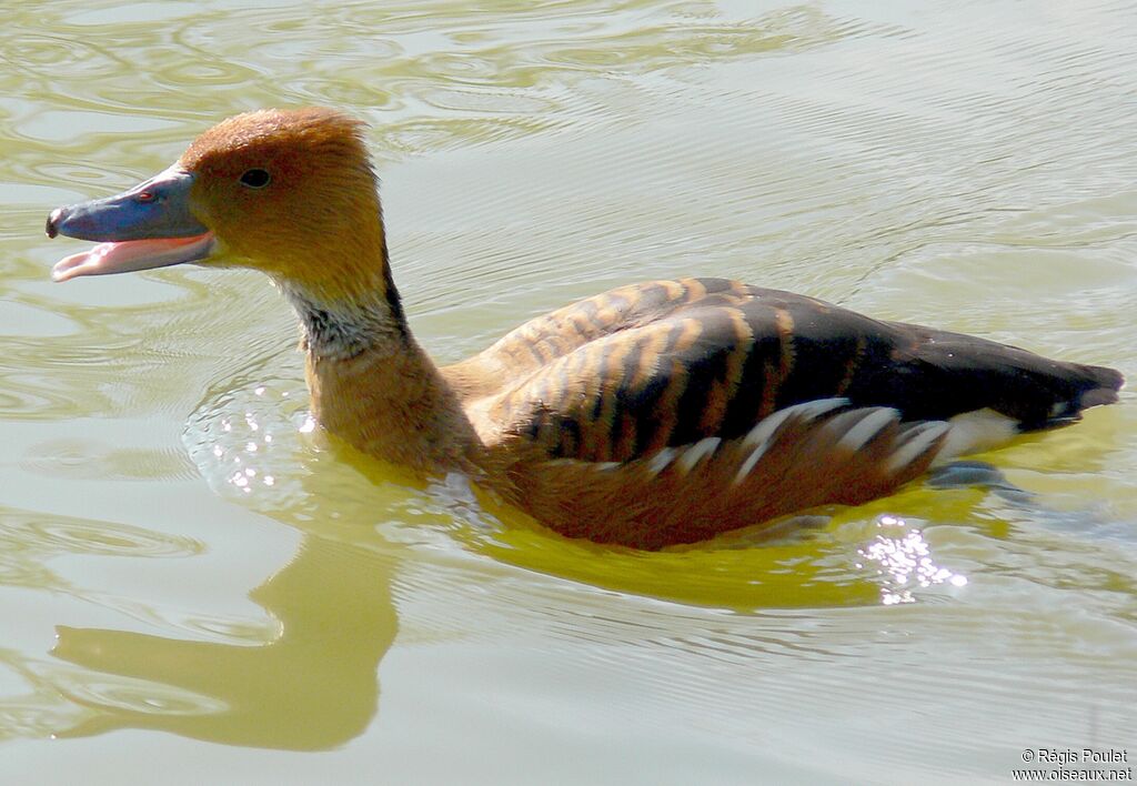 Dendrocygne fauve