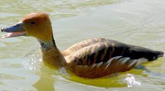 Fulvous Whistling Duck