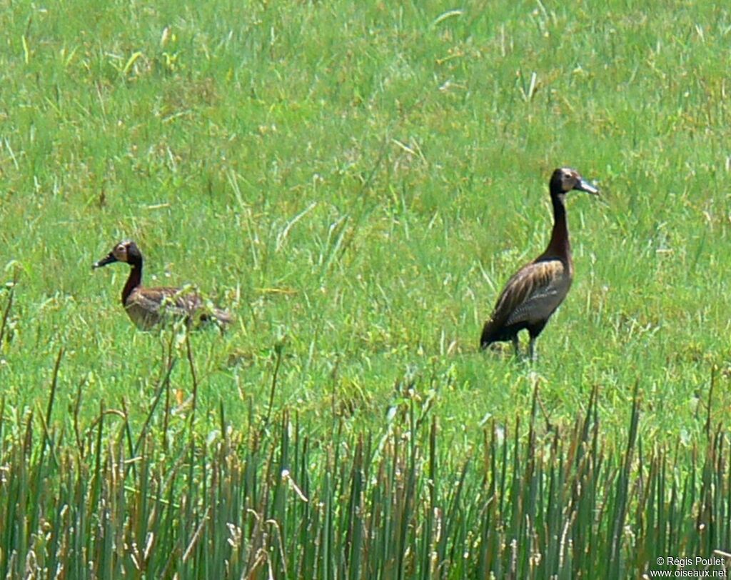 White-faced Whistling Duck