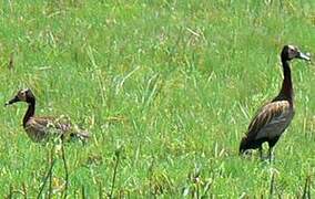 White-faced Whistling Duck