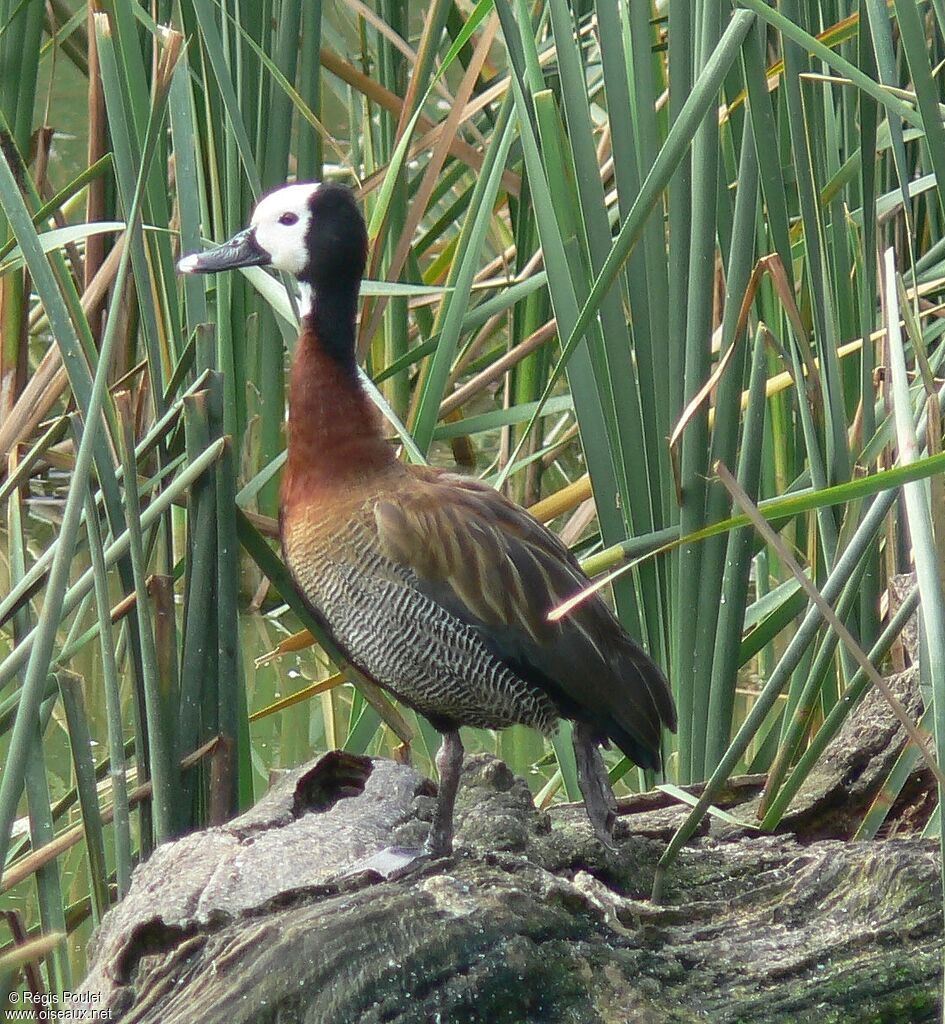 White-faced Whistling Duckadult