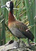 White-faced Whistling Duck