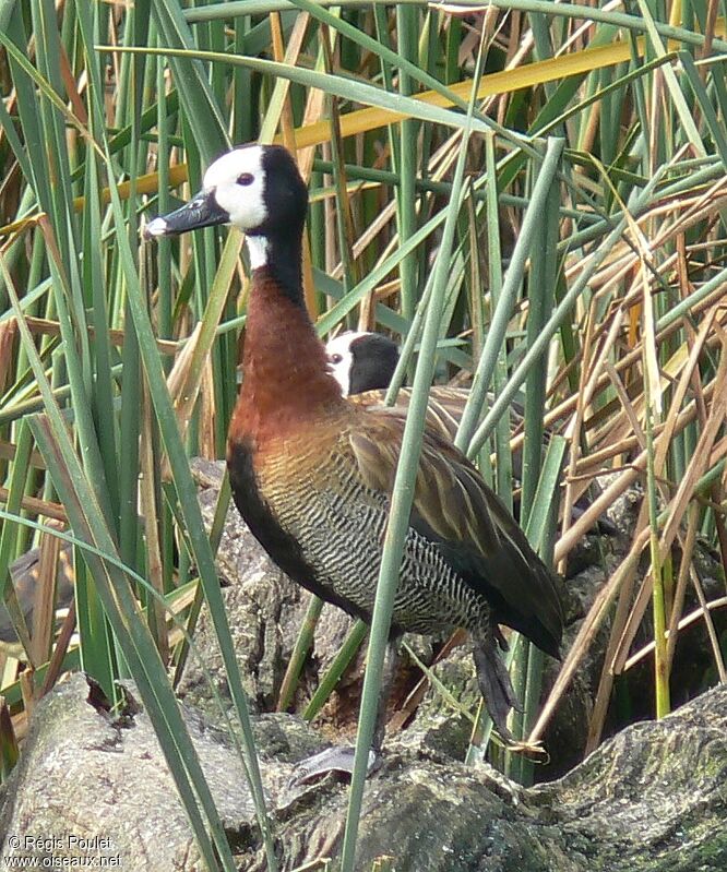 White-faced Whistling Duckadult
