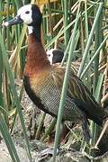 White-faced Whistling Duck