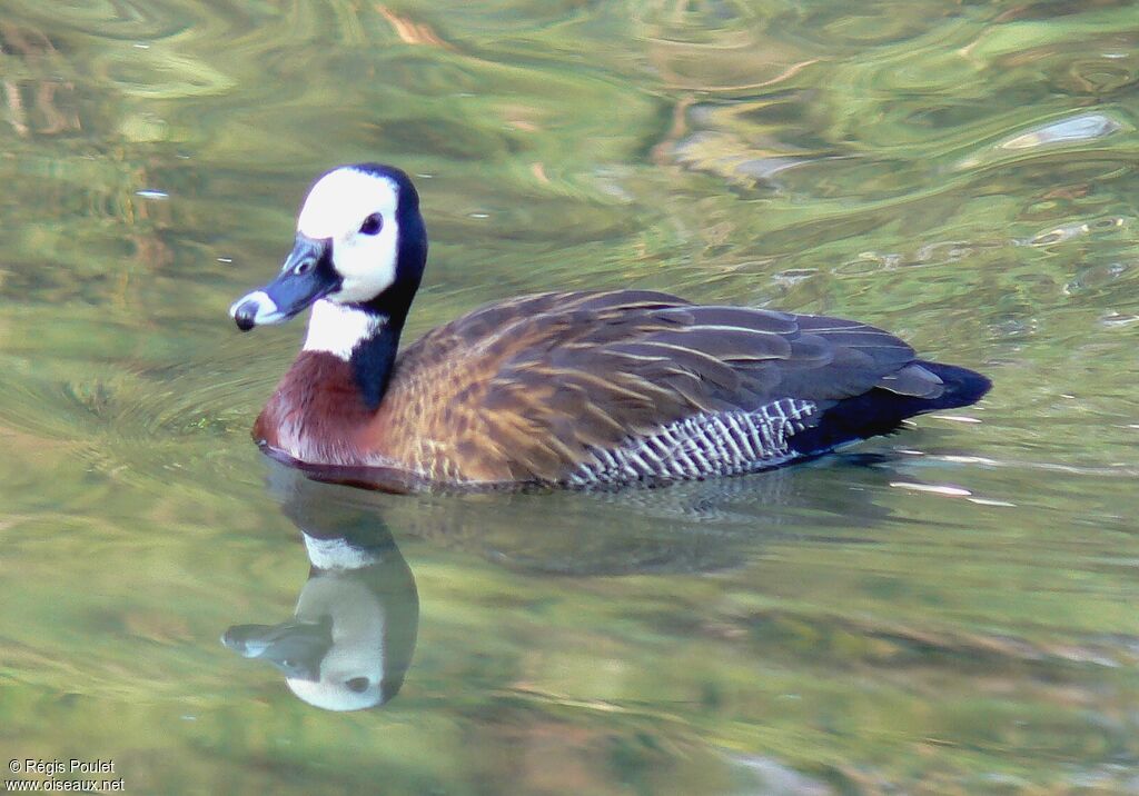 Dendrocygne veufadulte