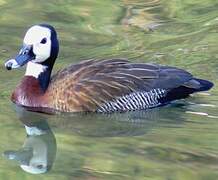 White-faced Whistling Duck