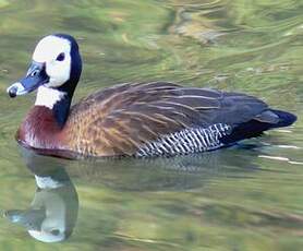 Dendrocygne veuf