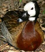 White-faced Whistling Duck