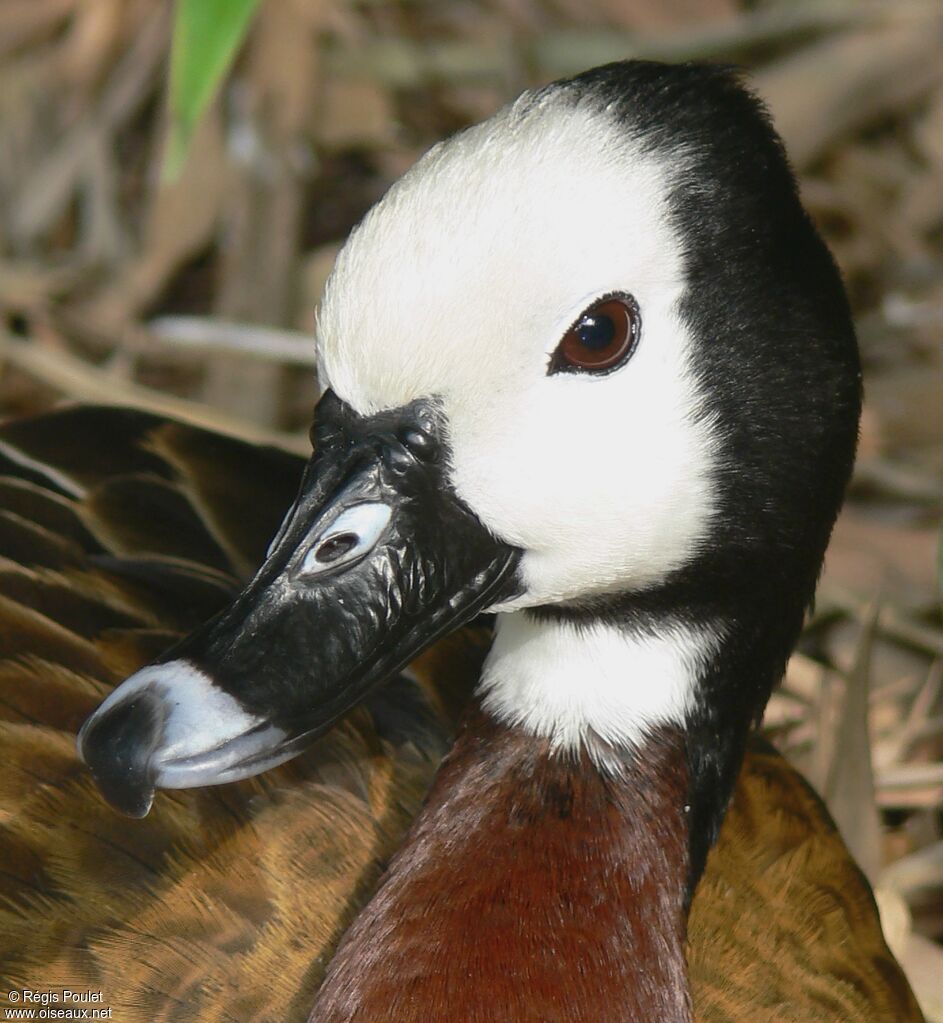 Dendrocygne veufadulte