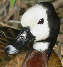 Dendrocygne veuf