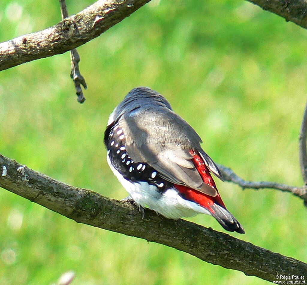 Diamond Firetail