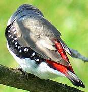 Diamond Firetail