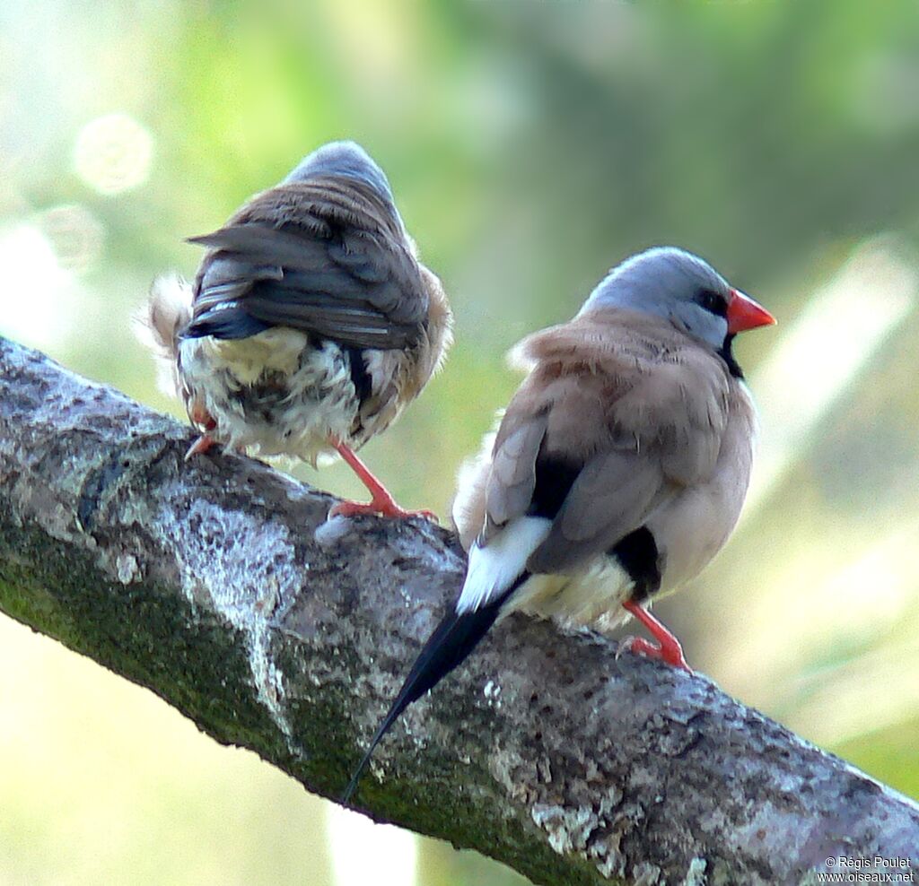 Long-tailed Finch adult