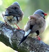 Long-tailed Finch