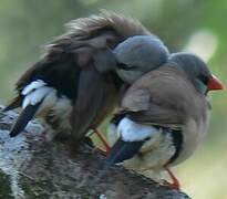 Long-tailed Finch