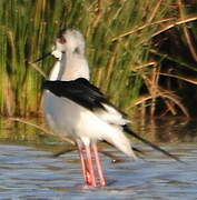 Black-winged Stilt