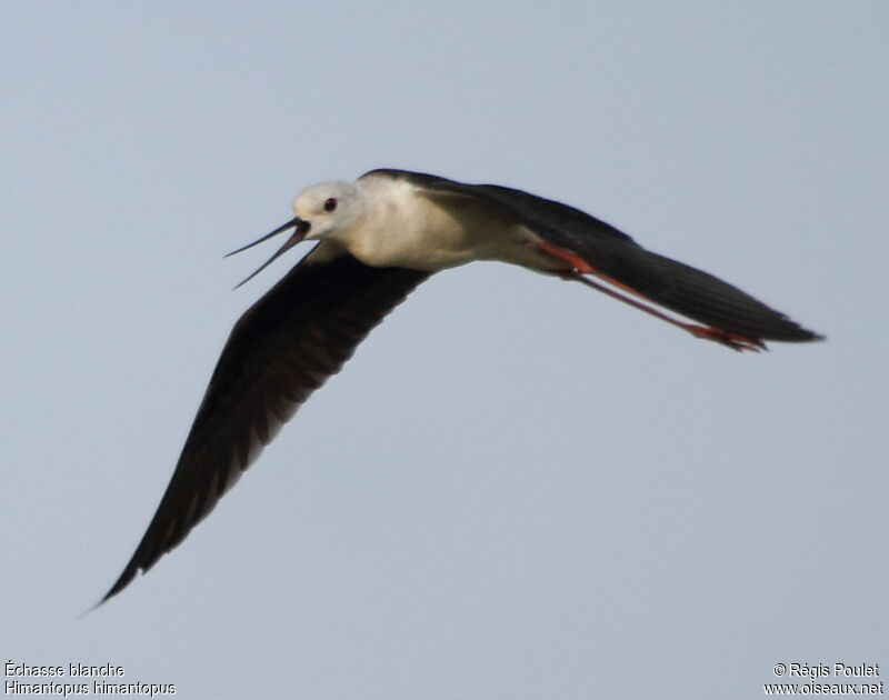 Black-winged Stilt male adult, Flight, Behaviour