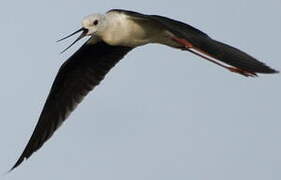 Black-winged Stilt