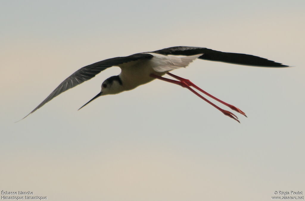 Black-winged Stilt, Flight, Behaviour