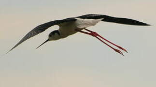 Black-winged Stilt