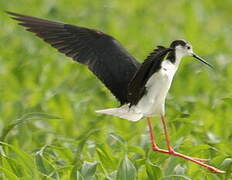 Black-winged Stilt