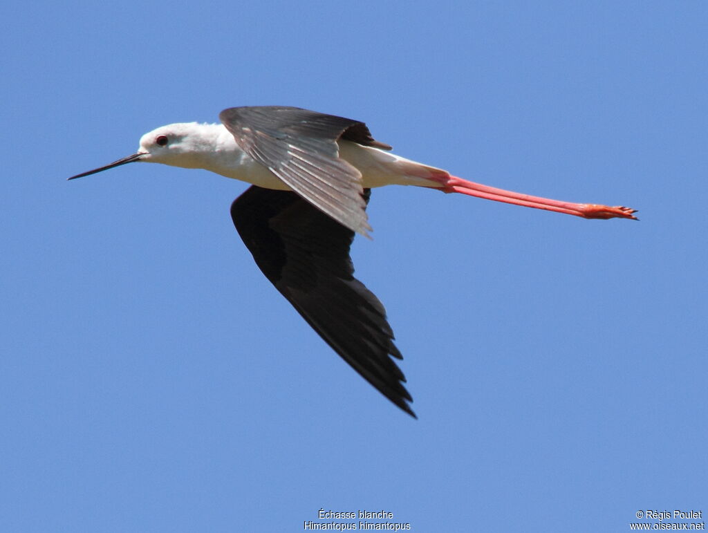 Black-winged Stilt, Flight