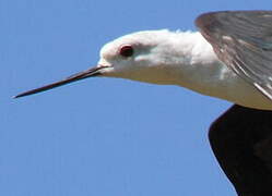 Black-winged Stilt