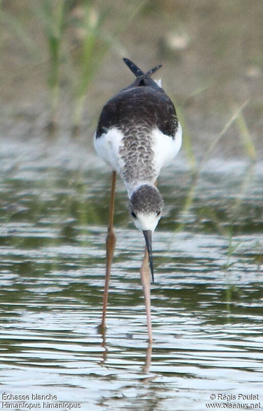 Black-winged Stiltimmature, identification