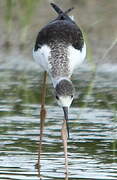 Black-winged Stilt