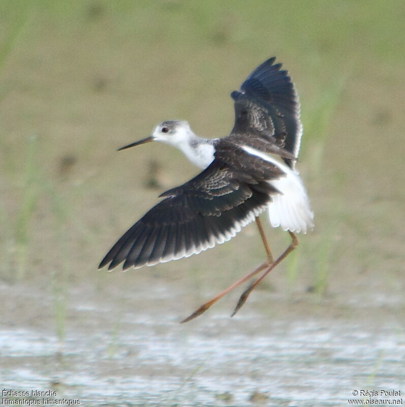 Black-winged Stiltjuvenile