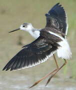 Black-winged Stilt