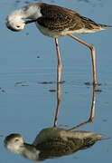 Black-winged Stilt