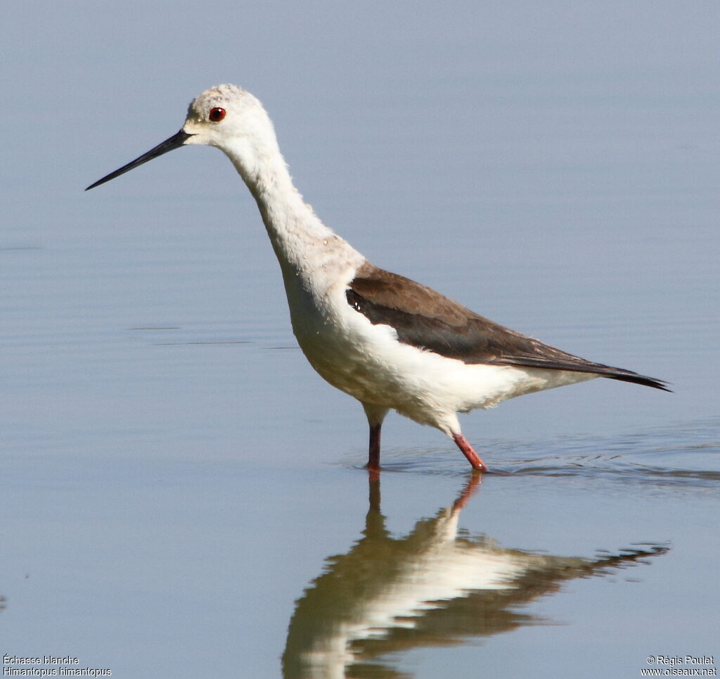 Black-winged Stilt