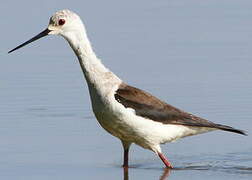 Black-winged Stilt