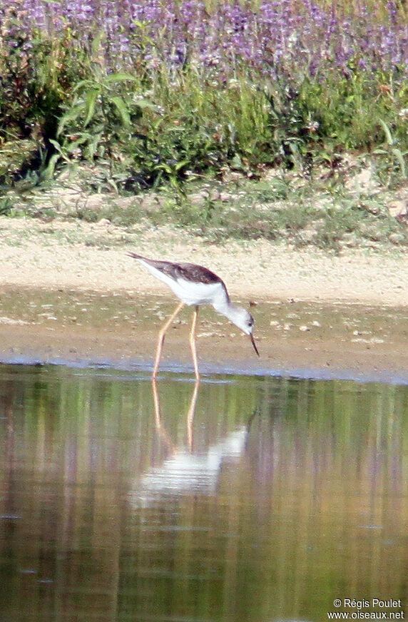 Échasse blancheimmature