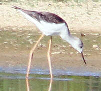 Black-winged Stilt