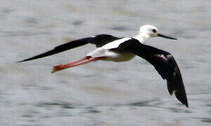 Black-winged Stilt